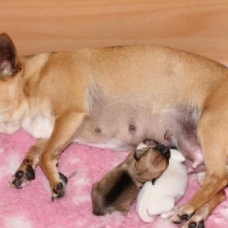 Image pour l'annonce Superbes Chiots Chihuahua Pure Race Poils Courts Taille Standard