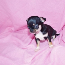 Image pour l'annonce Superbes Chiots Chihuahua Pure Race Poils Courts Taille Standard