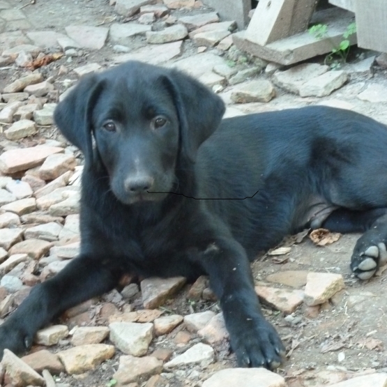 Image pour l'annonce donne chiots type labrador