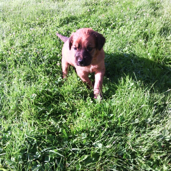 Image pour l'annonce vend 5 chiots urgent