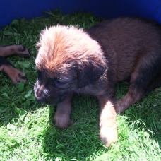 Image pour l'annonce vend 5 chiots urgent