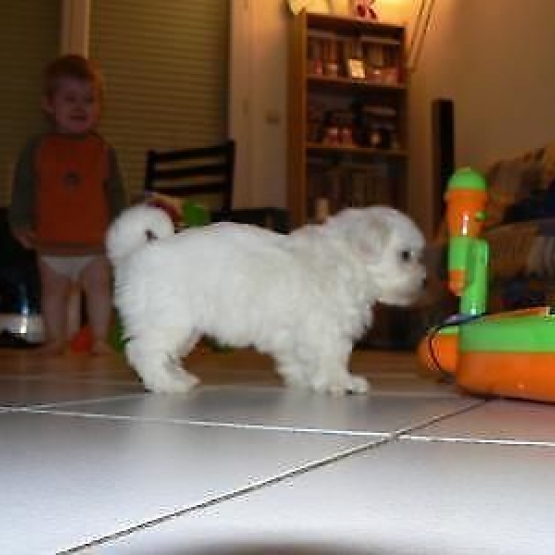 Image pour l'annonce Magnifique chiot type bichon maltais
