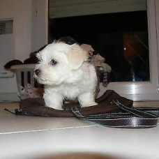 Image pour l'annonce Magnifique chiot type bichon maltais