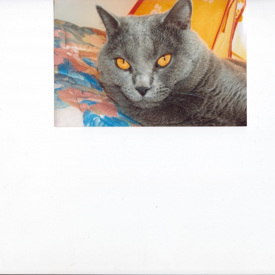 Image pour l'annonce Magnifique Chartreux adulte  LOOF