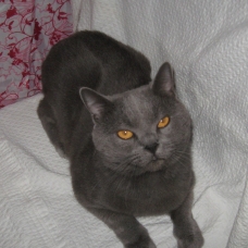 Image pour l'annonce Magnifique Chartreux adulte  LOOF