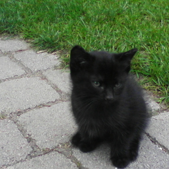 Image pour l'annonce donne chaton