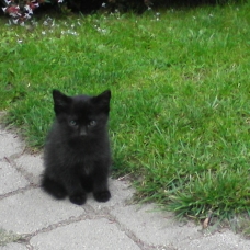 Image pour l'annonce donne chaton