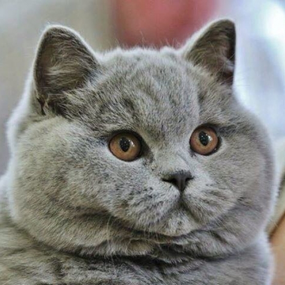 Image pour l'annonce Bb british Shorthair loof