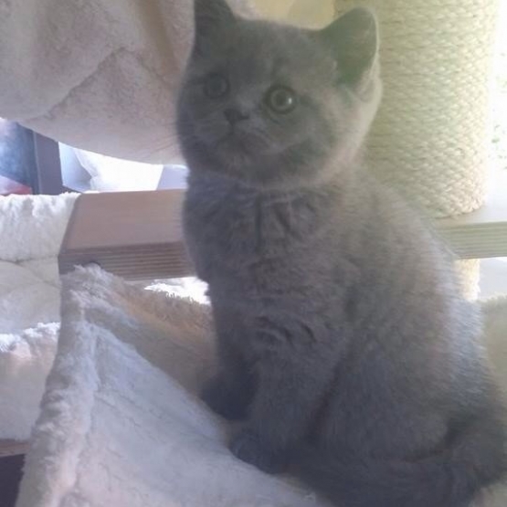 Image pour l'annonce Bb british Shorthair loof