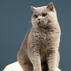 Image pour l'annonce Bb british Shorthair loof