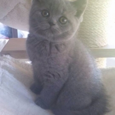 Image pour l'annonce Bb british Shorthair loof