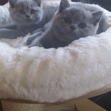 Image pour l'annonce Bb british Shorthair loof