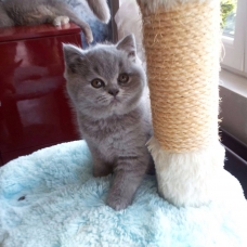 Image pour l'annonce Bb british Shorthair loof