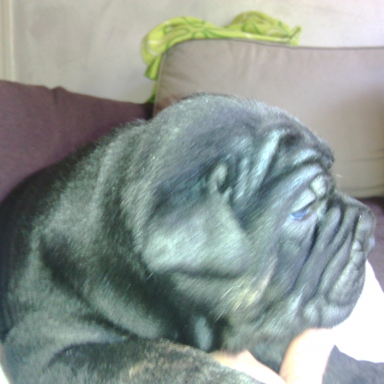 Image pour l'annonce Vend chiot cane corso LOF mâle