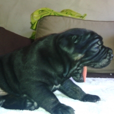 Image pour l'annonce Vend chiot cane corso LOF mâle