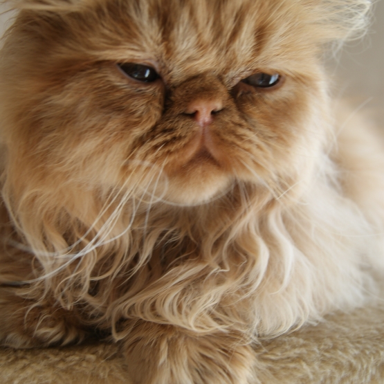 Image pour l'annonce Chaton Persan Red Smoke Loof