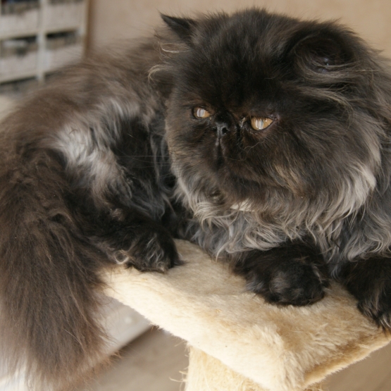 Image pour l'annonce Chaton Persan Black Smoke Loof