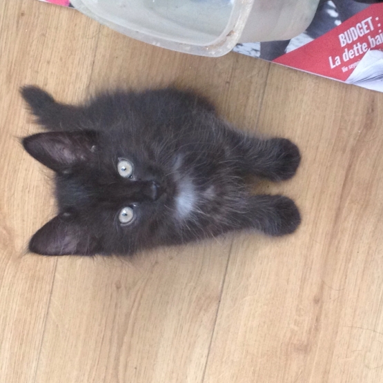 Image pour l'annonce Donne chaton sevré