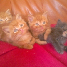 Image pour l'annonce Donne mignons chatons roux