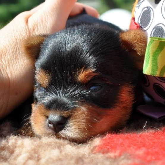 Image pour l'annonce Superbes Chiots Yorkshire Terrier Pure Race