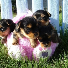 Image pour l'annonce Superbes Chiots Yorkshire Terrier Pure Race