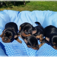 Image pour l'annonce Superbes Chiots Yorkshire Terrier Pure Race