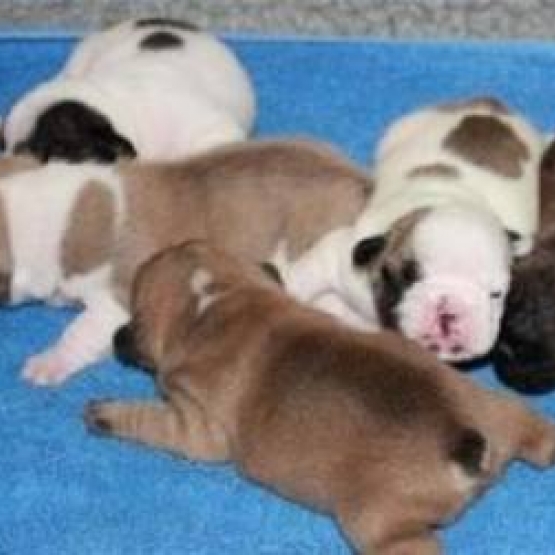 Image pour l'annonce Magnifiques Chiots Bouledogues Français Pure