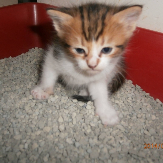 Image pour l'annonce chaton mâle