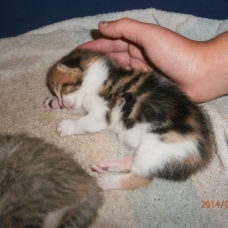 Image pour l'annonce chaton mâle