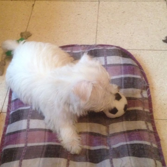 Image pour l'annonce chiots westie
