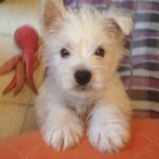 Image pour l'annonce chiots westie