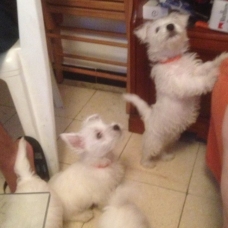 Image pour l'annonce chiots westie