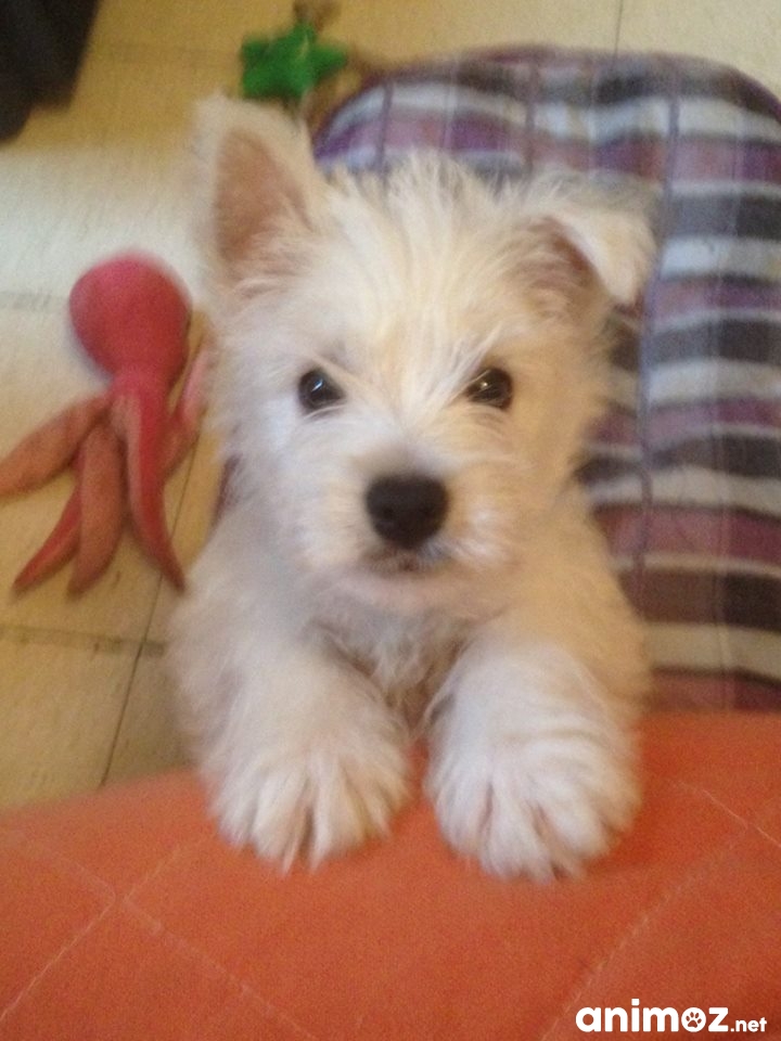 chiots westie sur Animoz.net