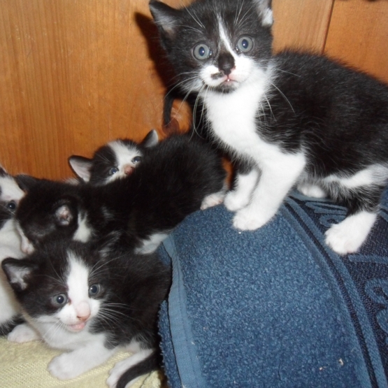 Image pour l'annonce jolis chatons tachetés