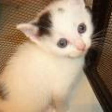 Image pour l'annonce jolis chatons tachetés