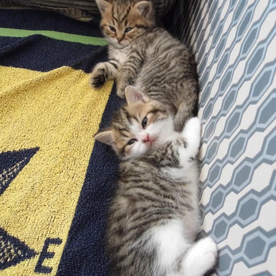 Image pour l'annonce Adorable chaton British Shorthair LOOF à réserver