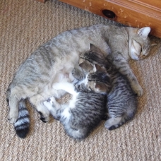 Image pour l'annonce Adorable chaton British Shorthair LOOF à réserver