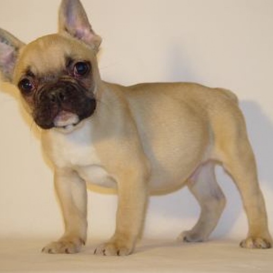 Image pour l'annonce A donner Magnifique chiot bouledogue français LOF