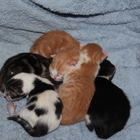 Image pour l'annonce Donne chatons