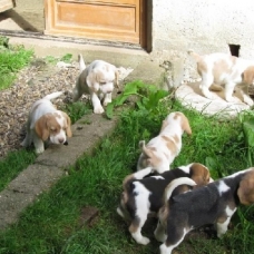 Image pour l'annonce Superbes Chiots Beagle Pure Race