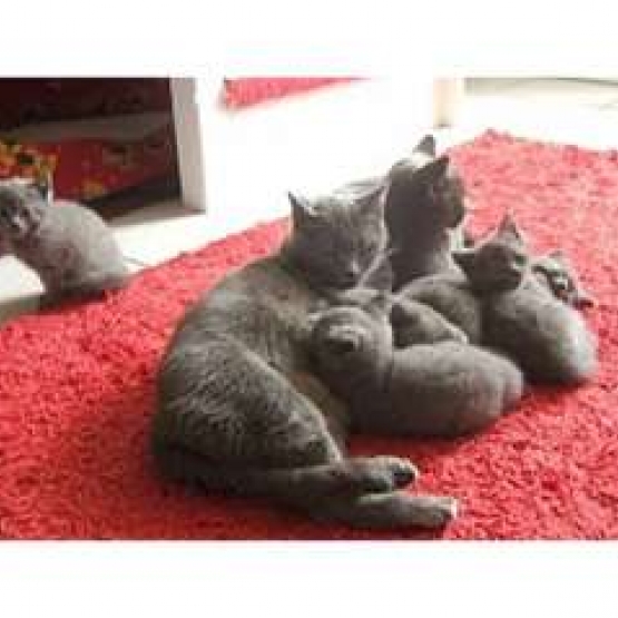 Image pour l'annonce Chatons Chartreux