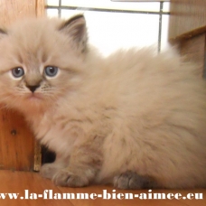 Image pour l'annonce 2 chatons Sibérien - Neva Masquerade LOOF