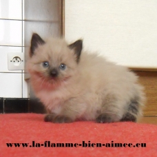 Image pour l'annonce 2 chatons Sibérien - Neva Masquerade LOOF