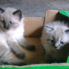Image pour l'annonce 2 chatons Sibérien - Neva Masquerade LOOF