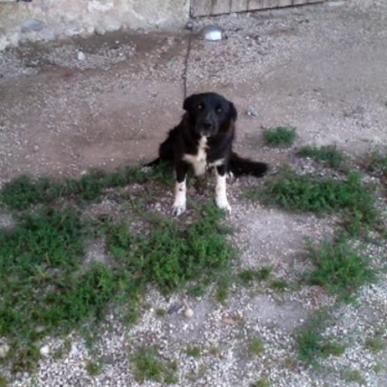 Image pour l'annonce donne chien de 1an