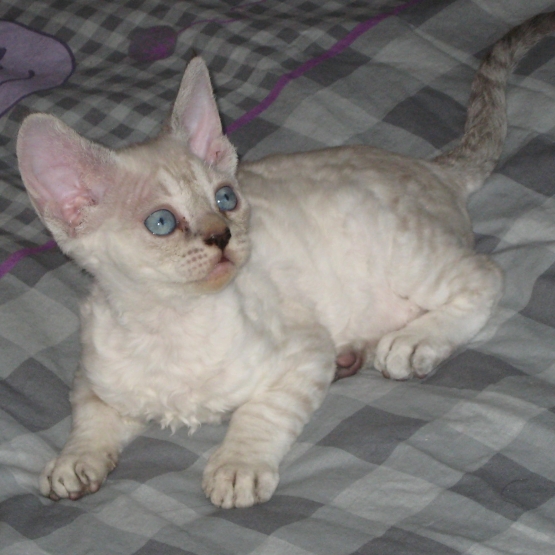 Image pour l'annonce Vends chatons Devon Rex LOOF