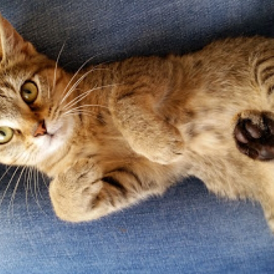 Image pour l'annonce donne chaton tigré femelle
