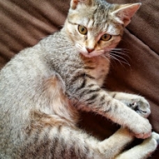 Image pour l'annonce donne chaton tigré femelle