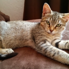 Image pour l'annonce donne chaton tigré femelle