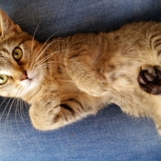 Image pour l'annonce donne chaton tigré femelle